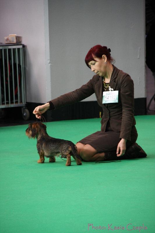 Crufts2011_2 637.jpg